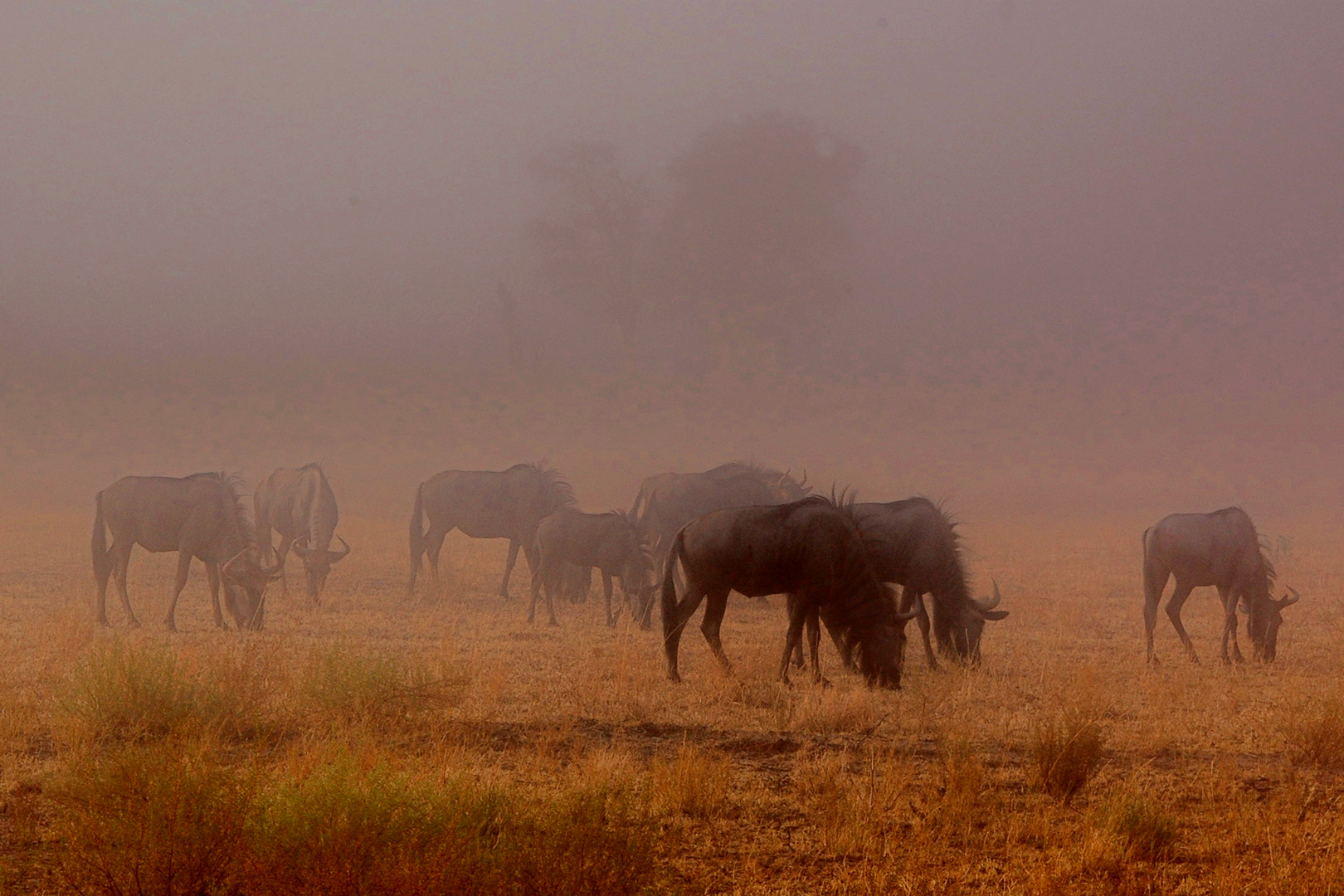 Wildebeest in the mist