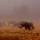 Wildebeest in the mist