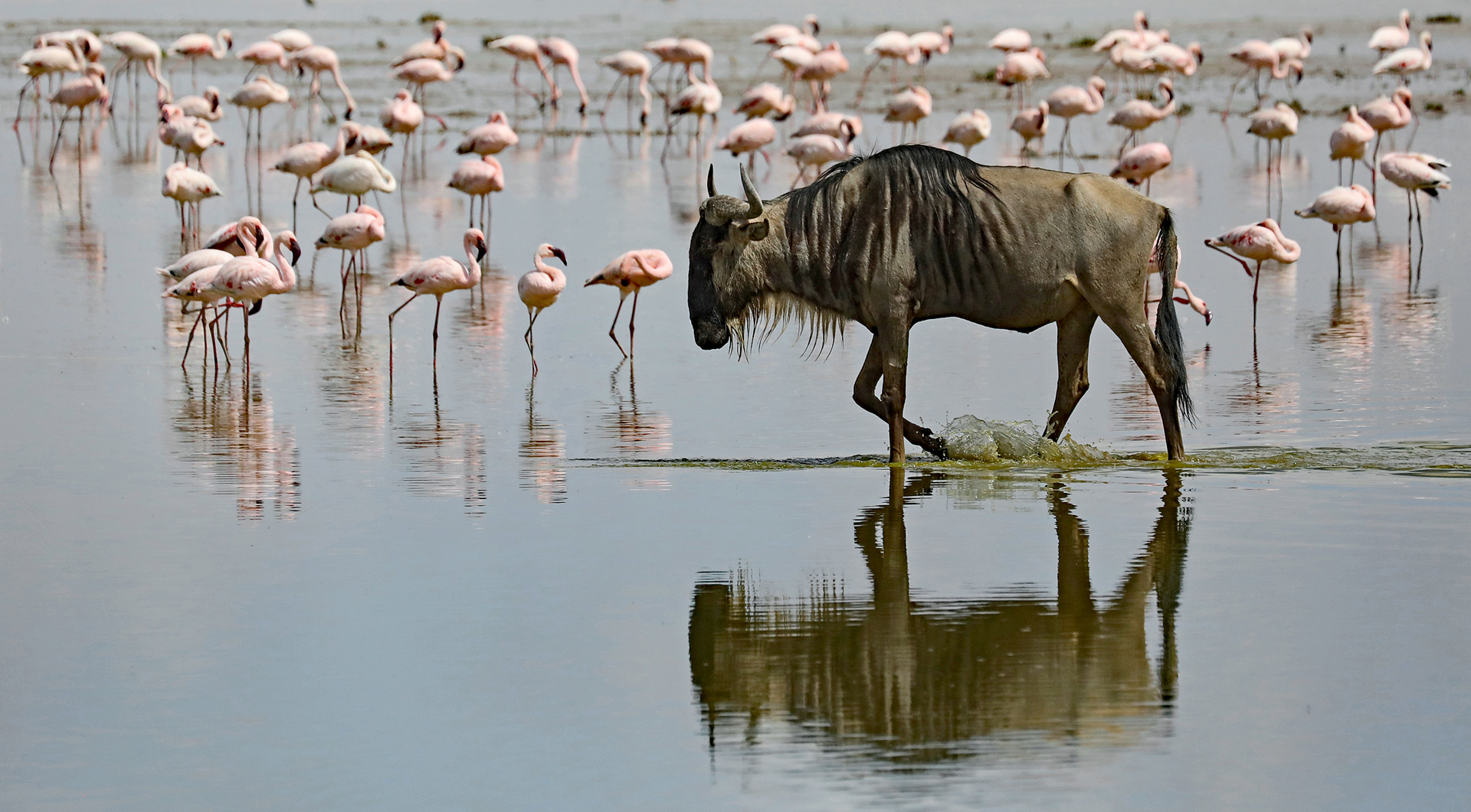 Wildebeest in water