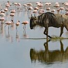 Wildebeest in water