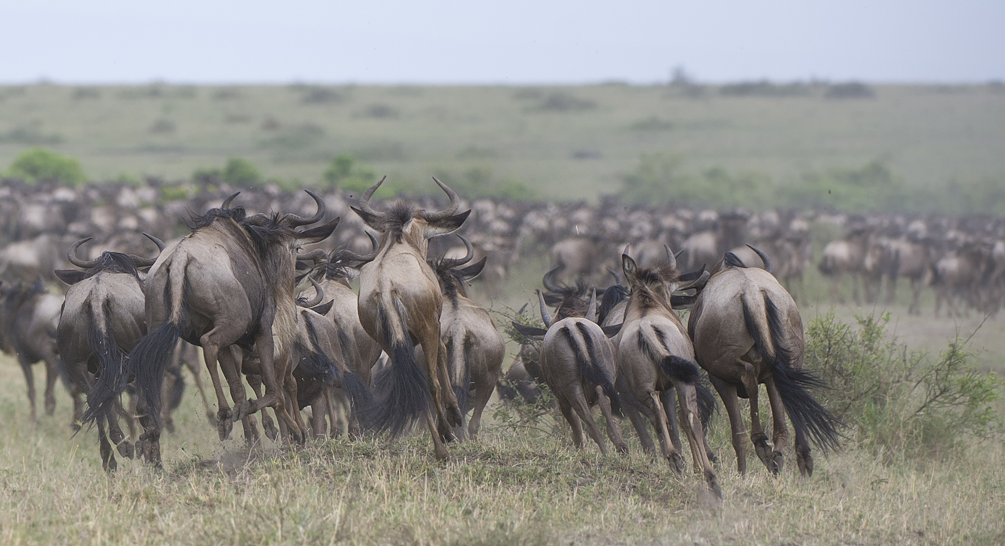 Wildebeest Running