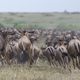 Wildebeest Running