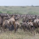 Wildebeest Running