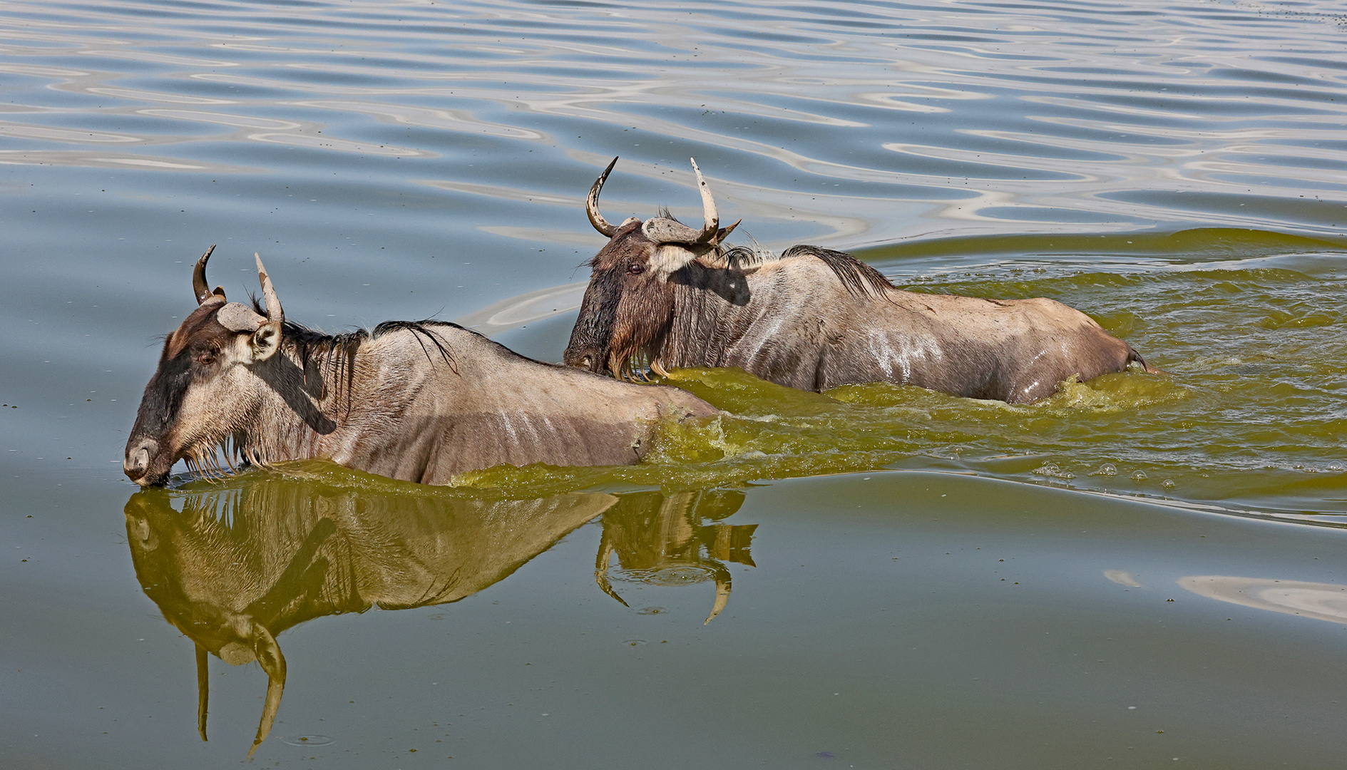 Wildebeest swimming