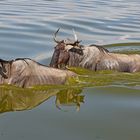 Wildebeest swimming