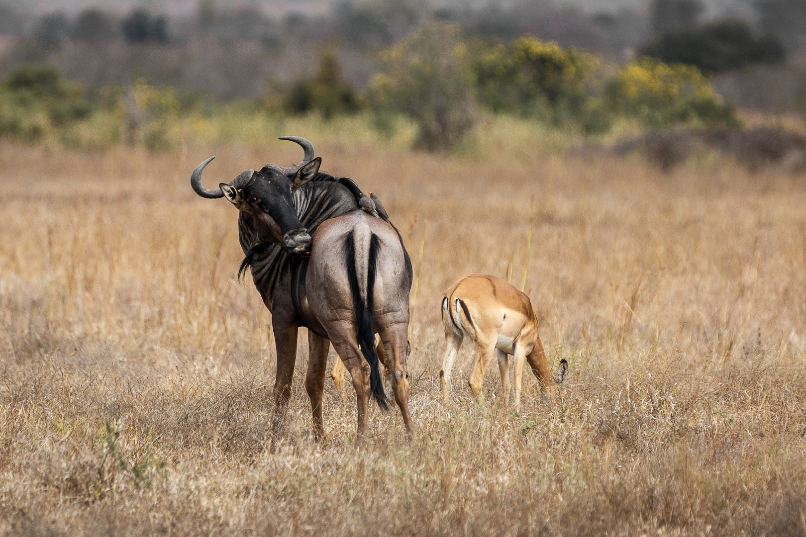 Wildebeest und Impala