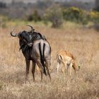 Wildebeest und Impala