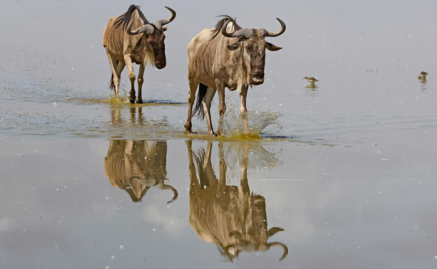 Wildebeest walk through the water