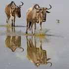 Wildebeest walk through the water