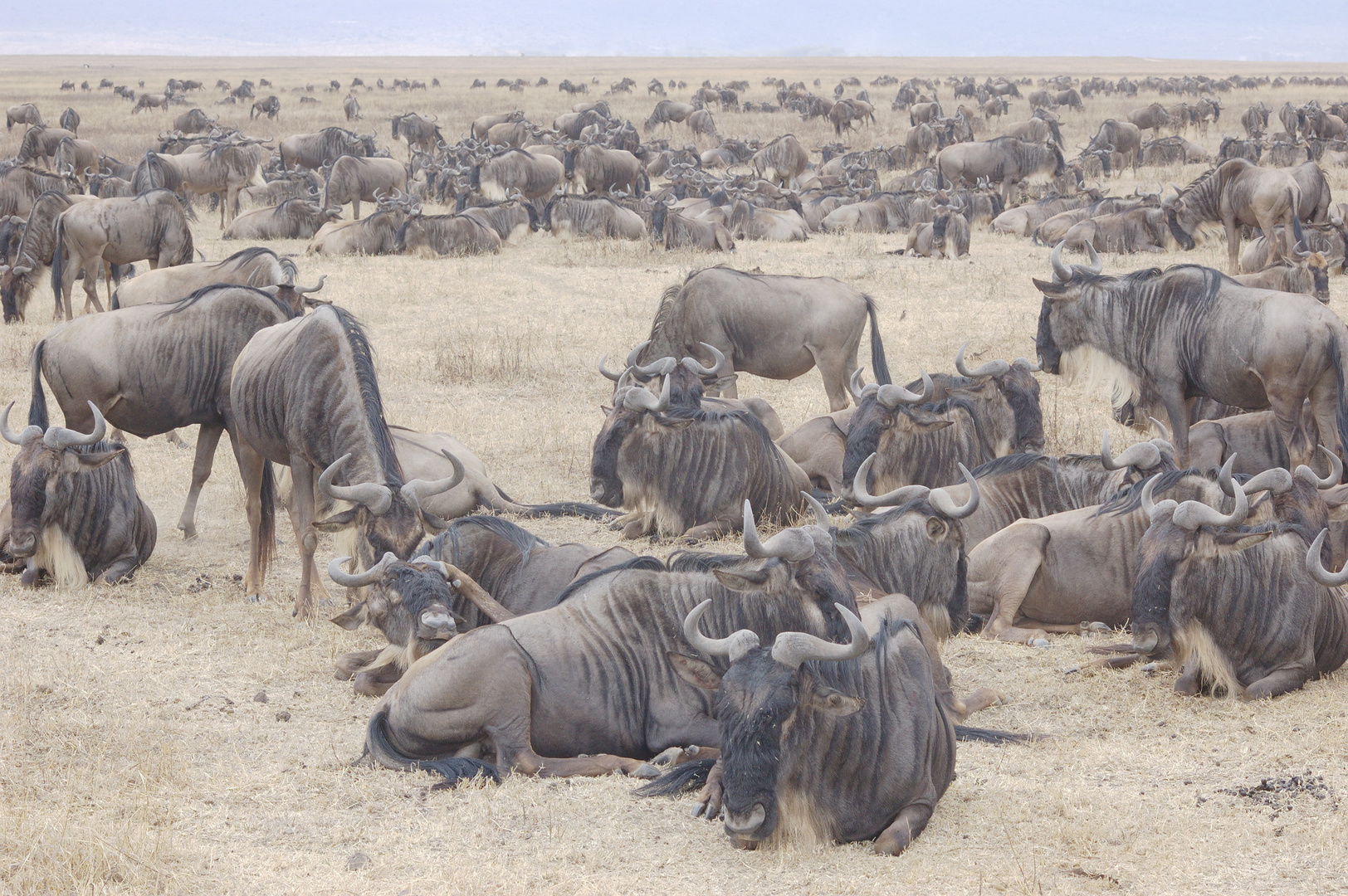 Wildebeests