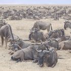 Wildebeests