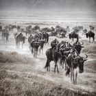 wildebeests ...