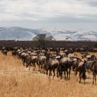 Wildebeests