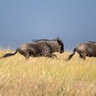 Wildebeests on their way to crossing the Mara River