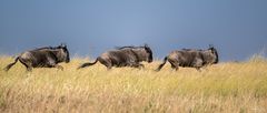 Wildebeests on their way to crossing the Mara River