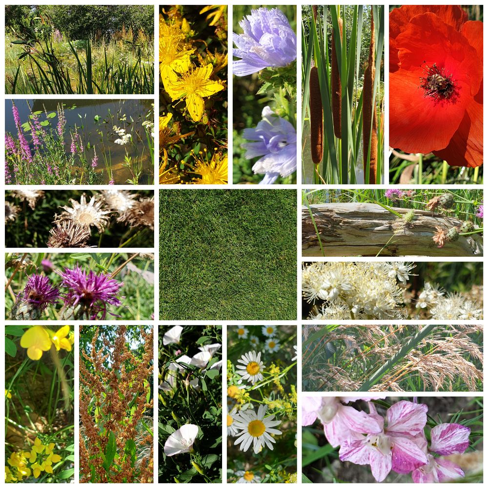 wild(e)blumenwiese statt engl. rasen Foto & Bild | fotos, natur