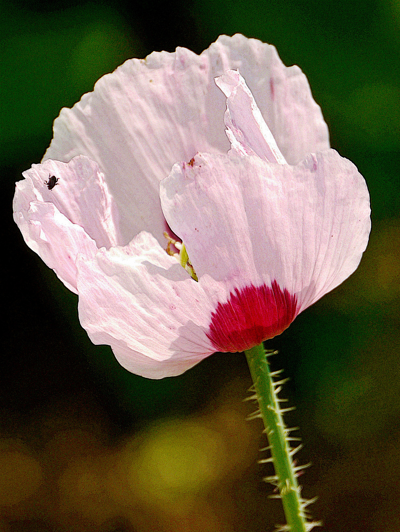 " Wilde`Mohnblüte