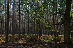 Wildenhainer Waldlandschaft