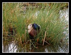 Wildente....