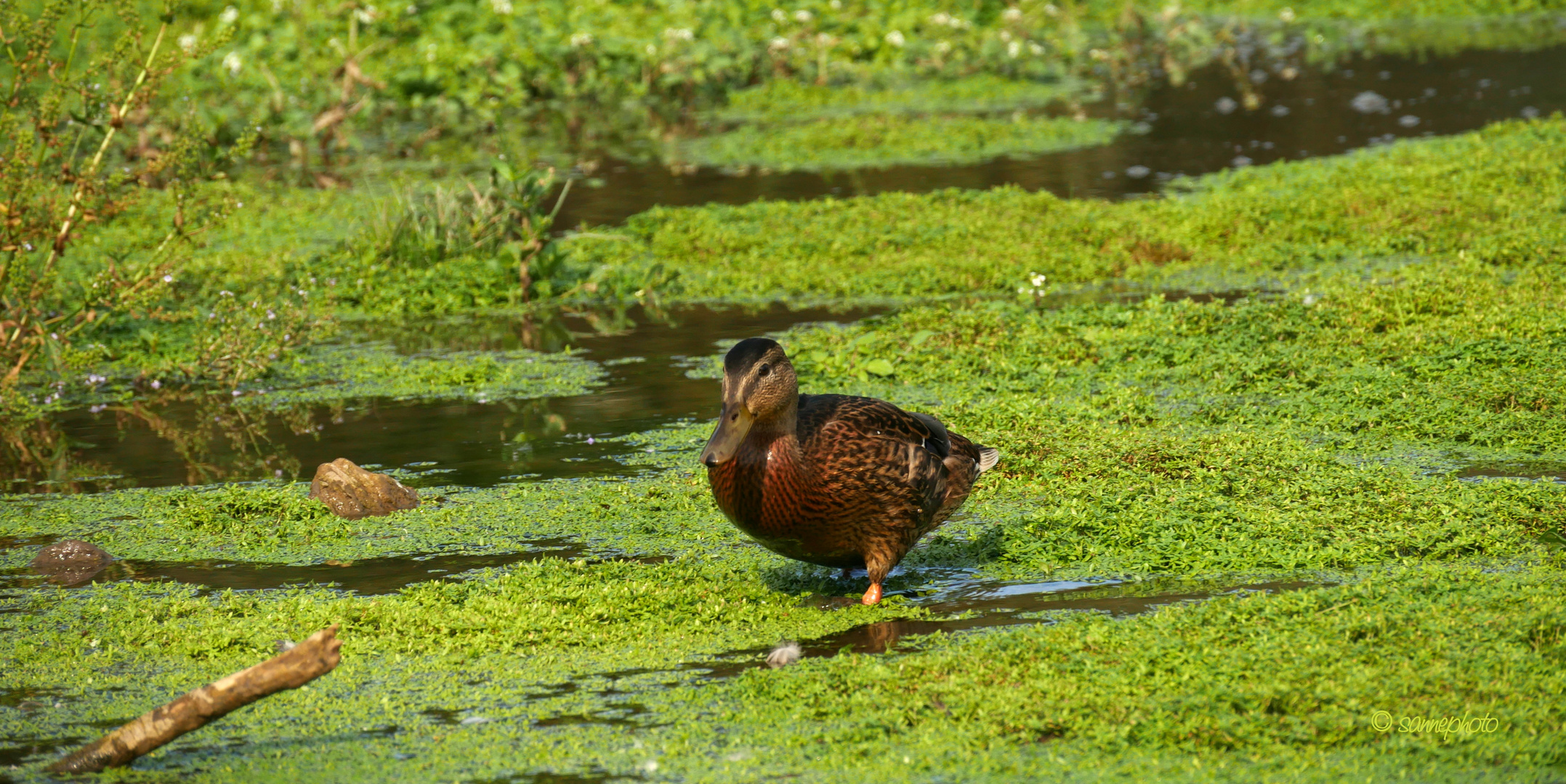 Wildente