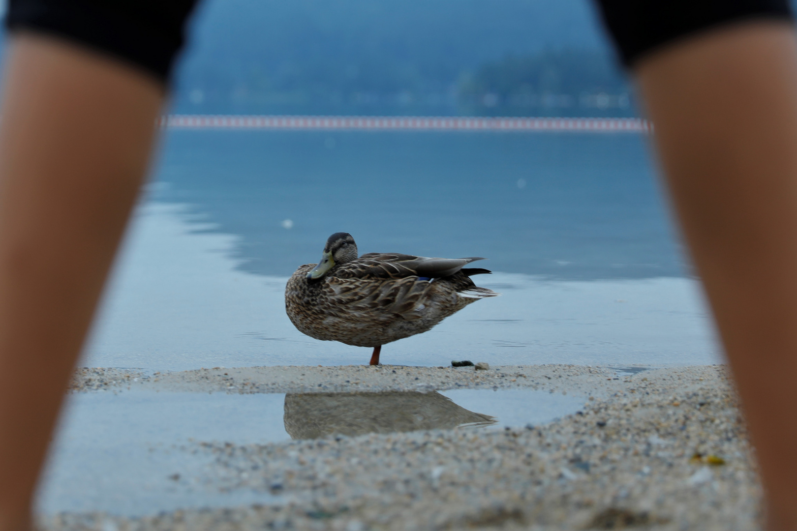 Wildente am Faaker See