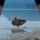 Wildente am Faaker See