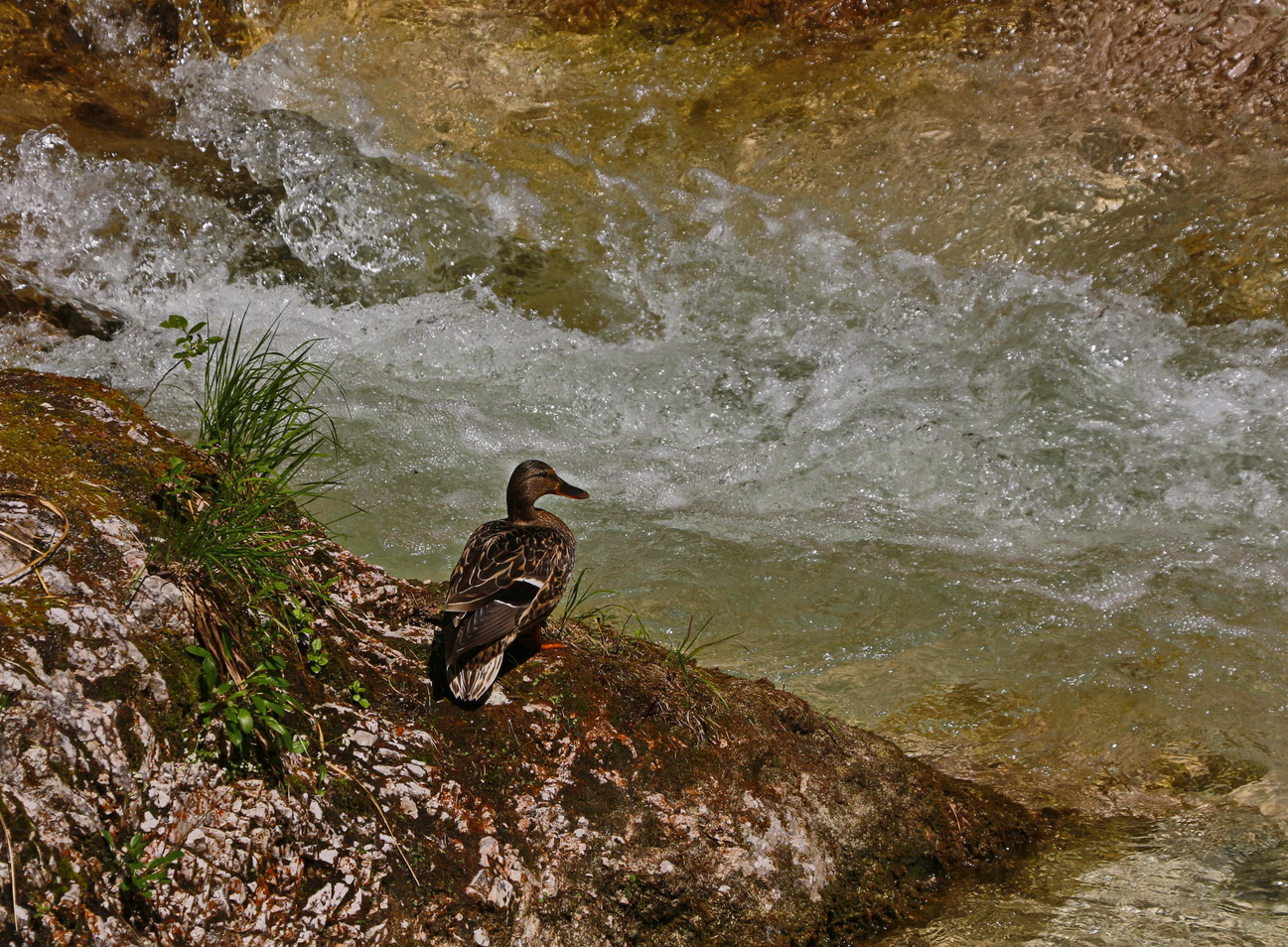 Wildente am Wildbach