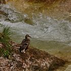 Wildente am Wildbach