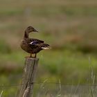 Wildente auf dem Klo