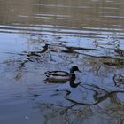 Wildente auf Greizer Parkteich