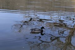 Wildente auf Greizer Parkteich