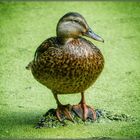 Wildente auf Grüner Soße