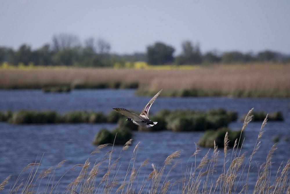 Wildente aufgeschreckt