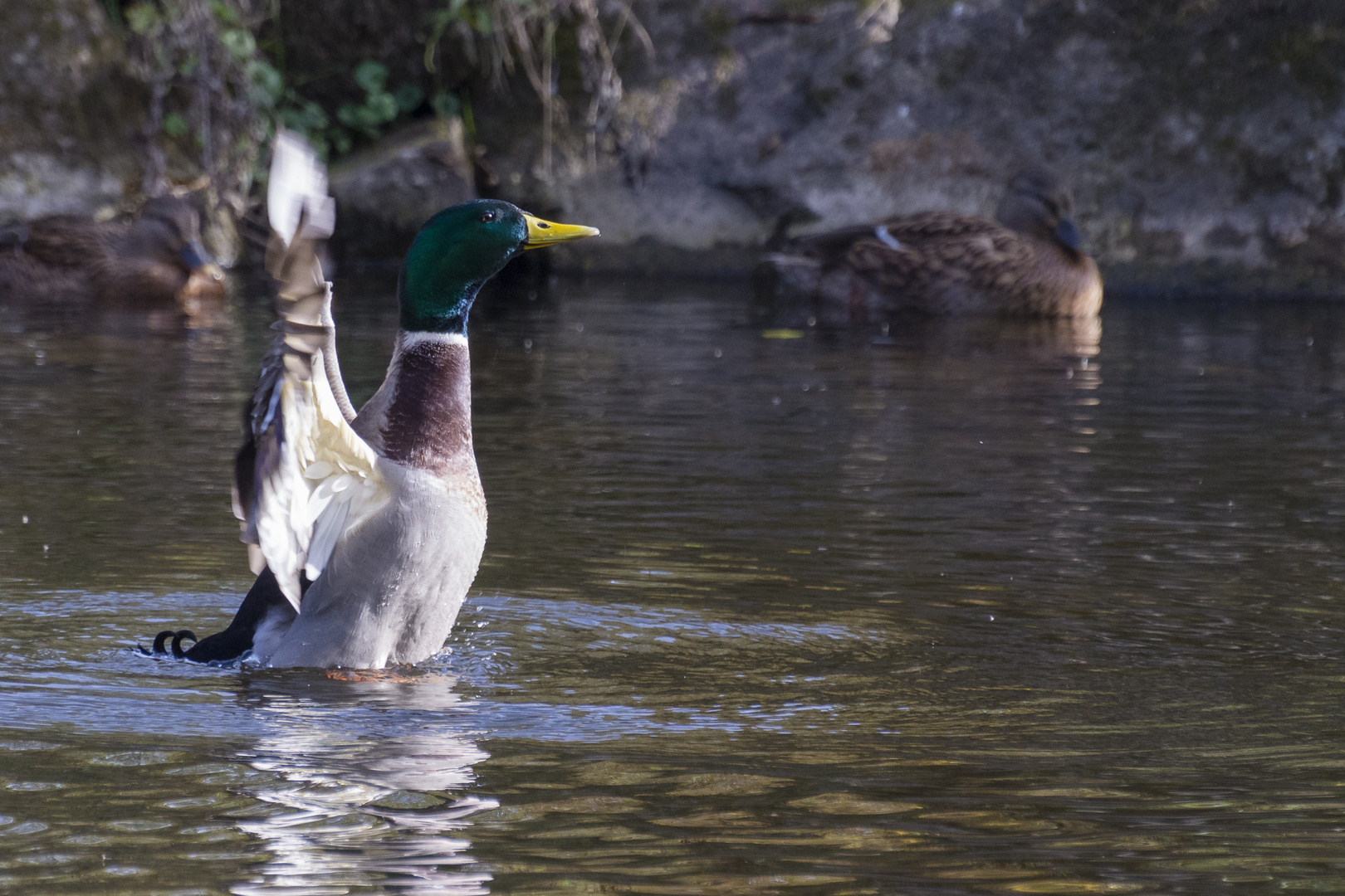 Wildente bei Gefiederreinigung 2