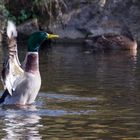 Wildente bei Gefiederreinigung 2