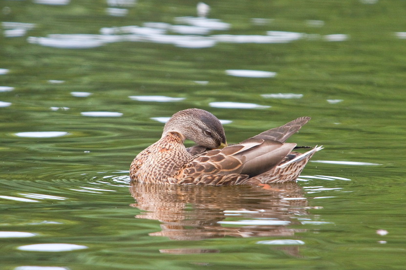 Wildente beim Putzen