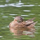 Wildente beim Putzen