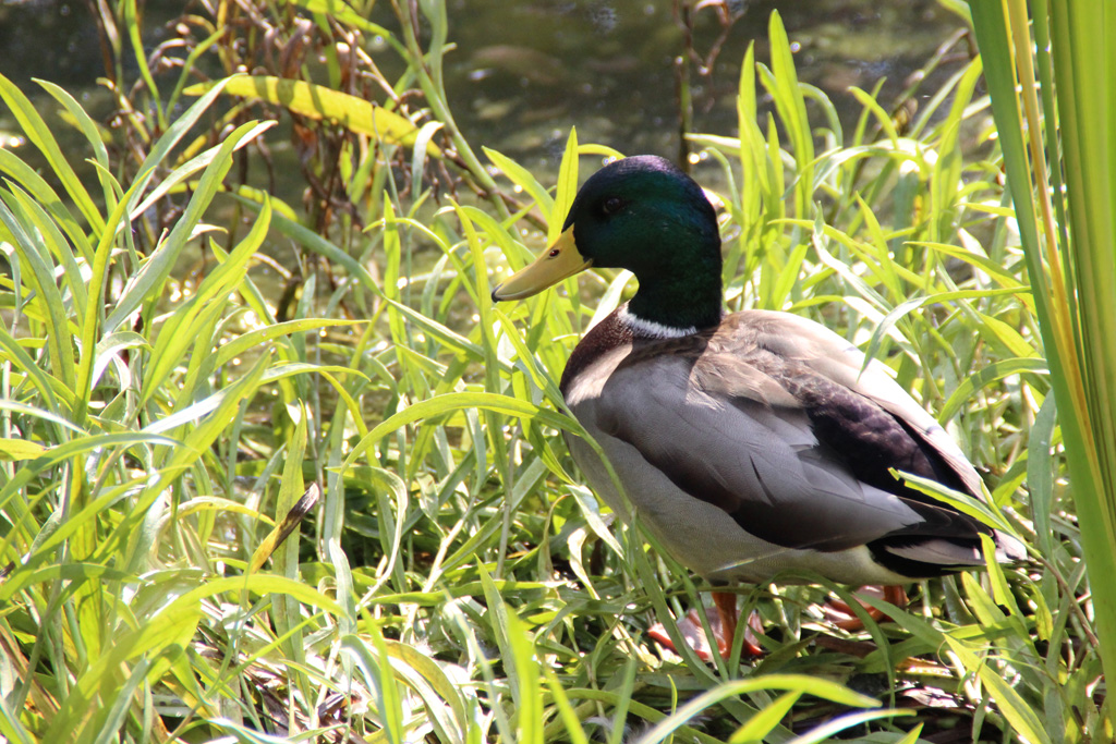 Wildente