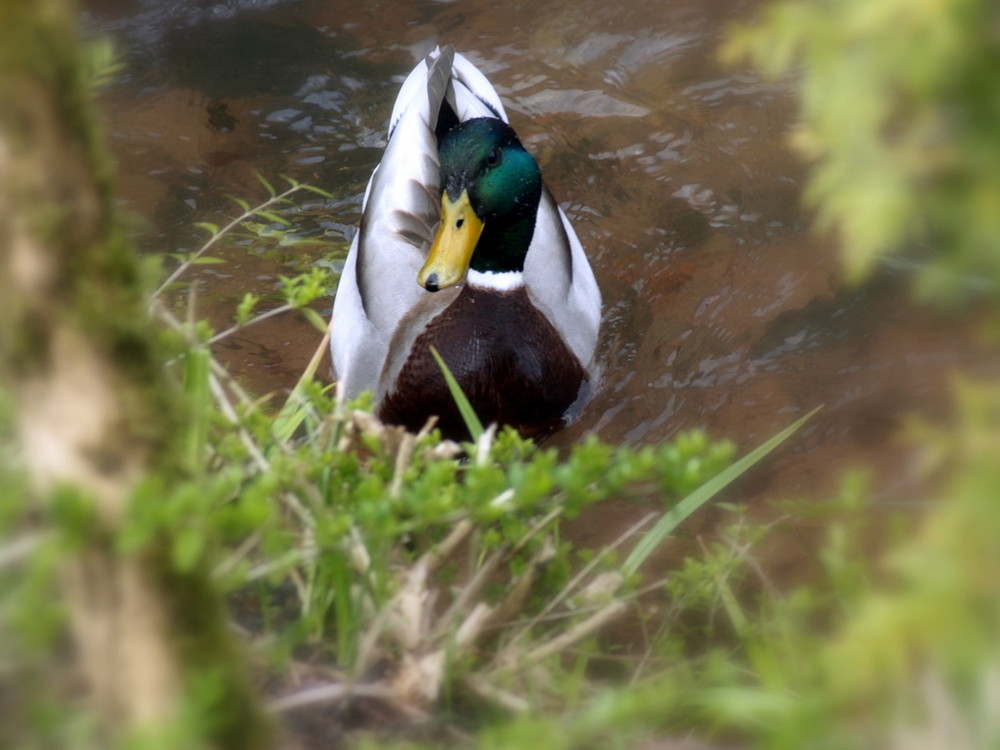 Wildente