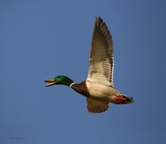 Wildente im Abflug