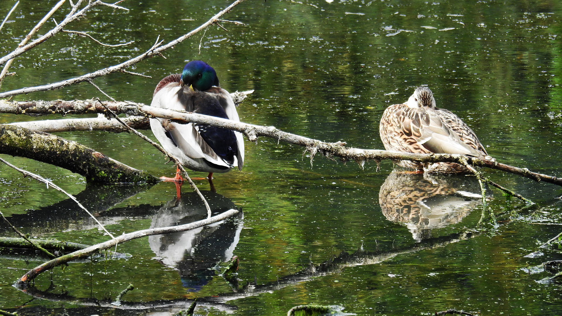 Wildente im Altmühlsse  