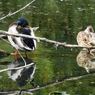 Wildente im Altmühlsse  