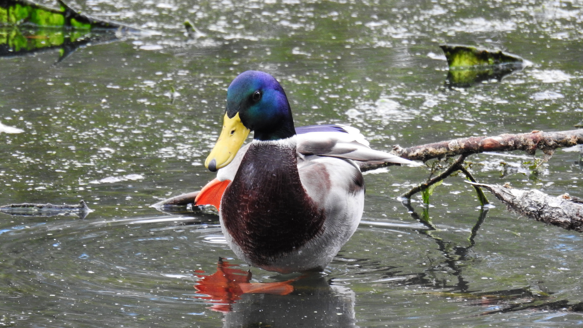 Wildente im Altmühlsse  