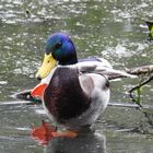 Wildente im Altmühlsse  