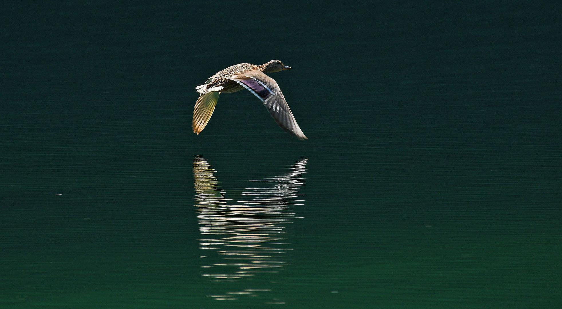 Wildente im Flug