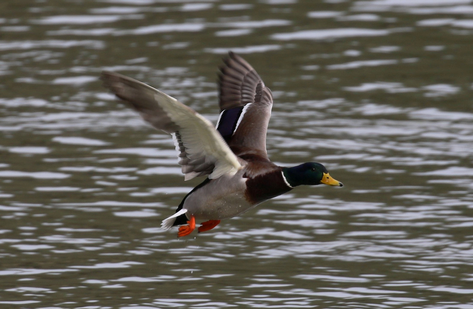 Wildente im Flug