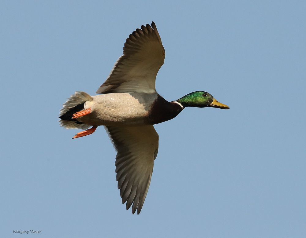 Wildente im Flug