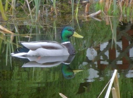 Wildente im Gartenteich