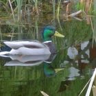 Wildente im Gartenteich