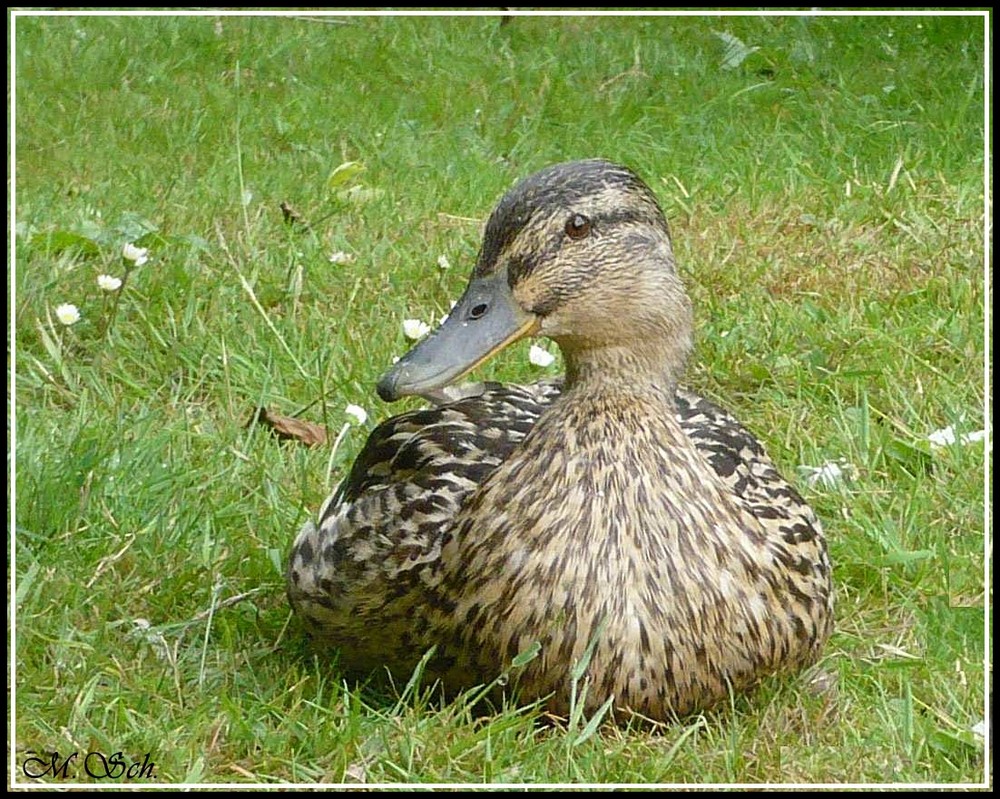 Wildente im Park